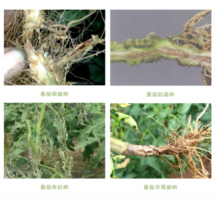 番茄病症(422.387).png
