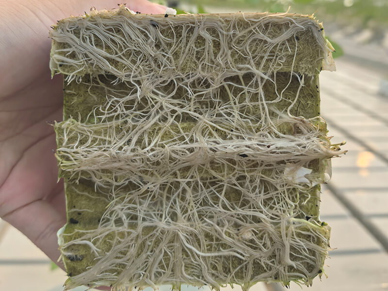 1782109191200487.jpg 番茄苗根系.jpg