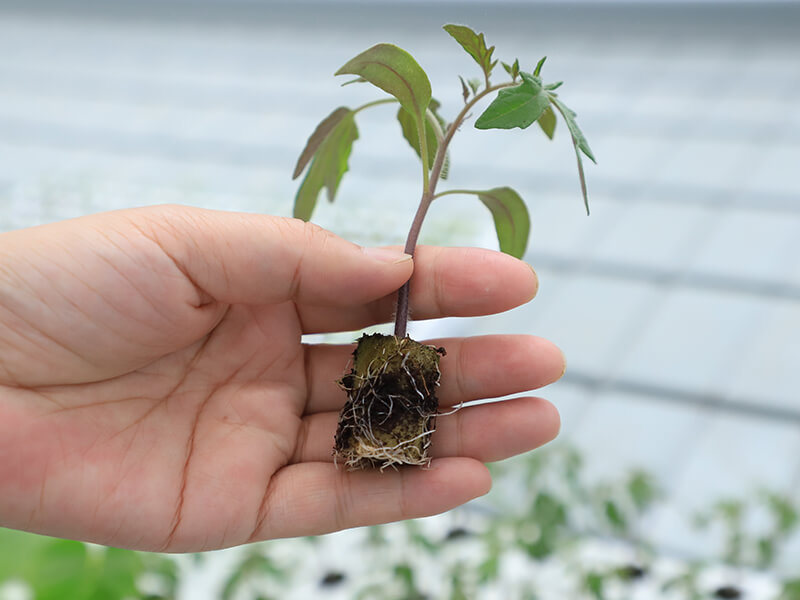 1782192737861271.jpg 岩棉种植番茄根系.jpg