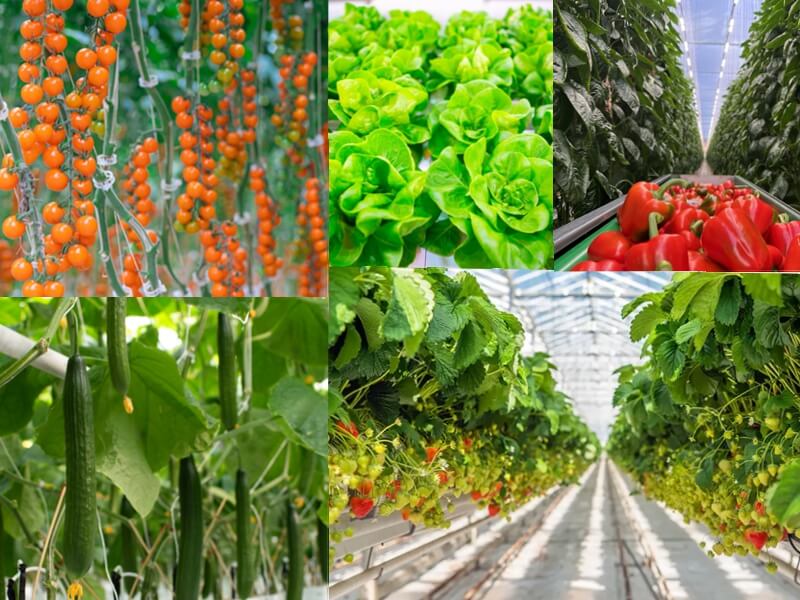 1783649348957573.jpg What crops can be grown using rockwool_.jpg