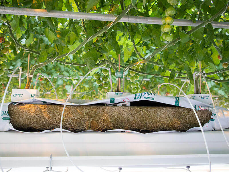 使用爱圃岩棉种植的番茄根系.jpg
